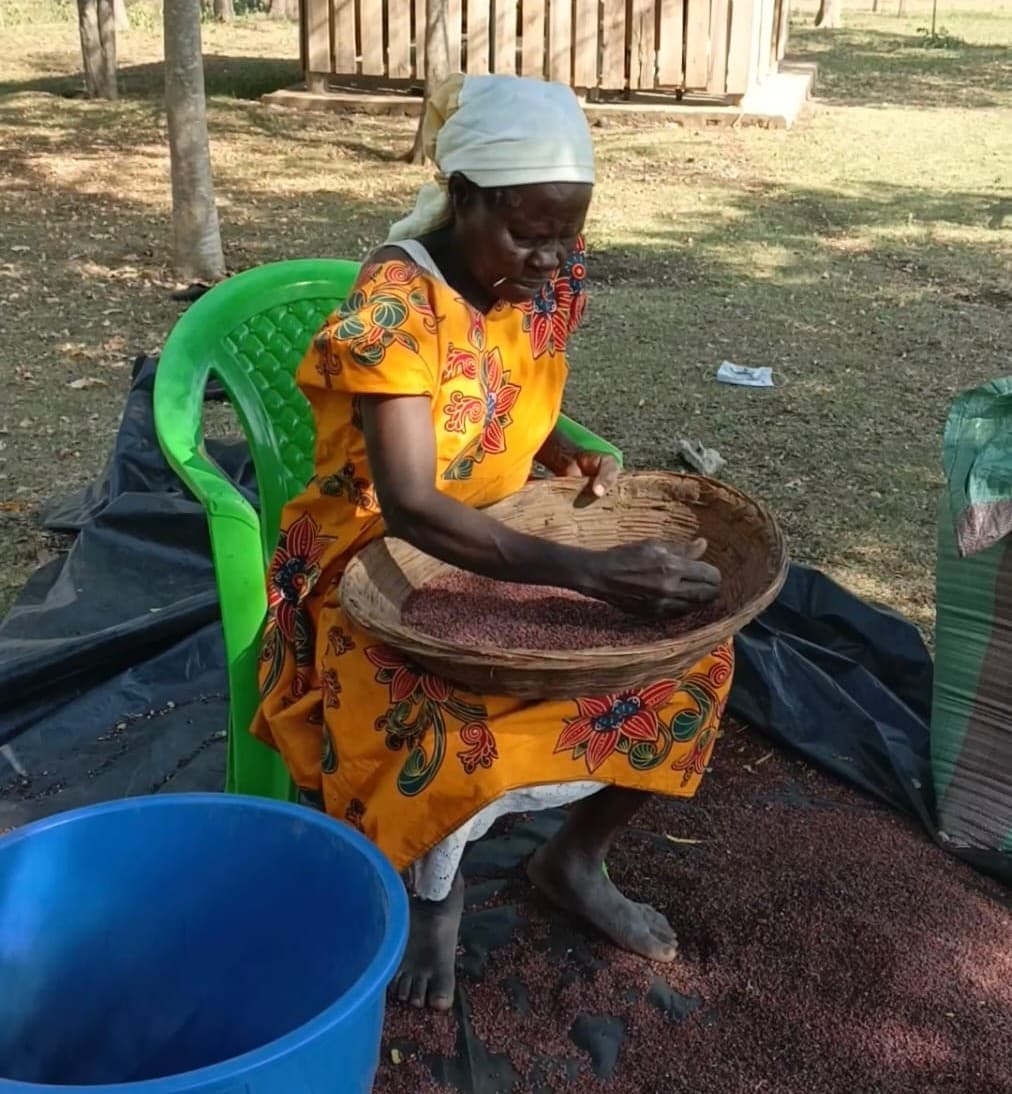 Women sorting produce in a farming livelihoods program