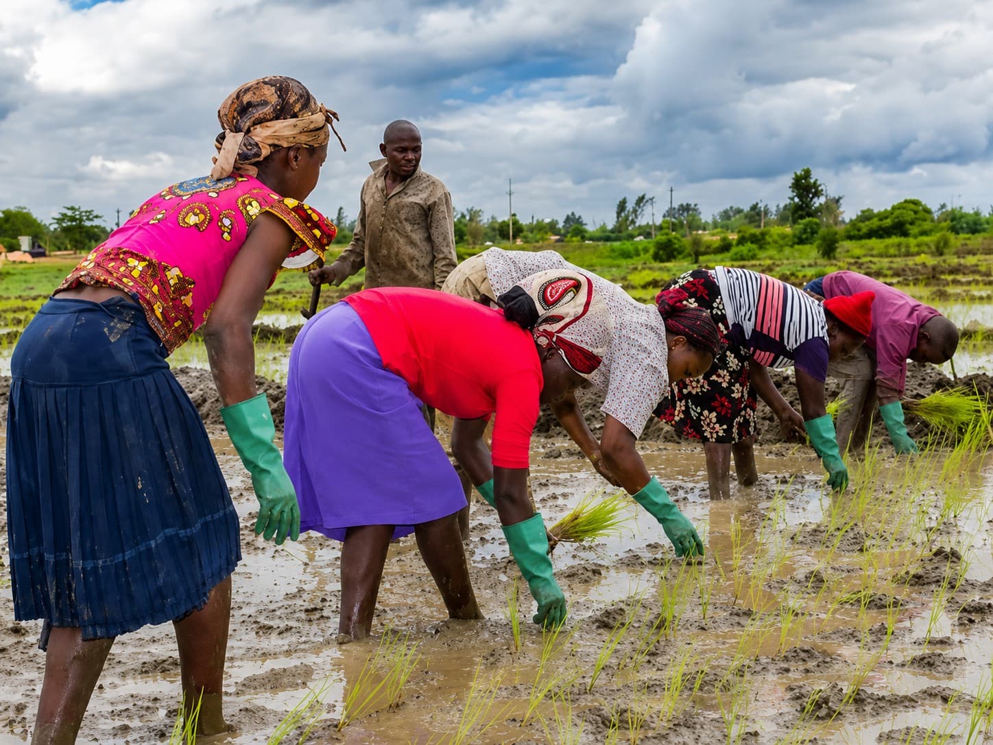 Rice farmers at Kendu Bay rice farms provided with protective gloves by PLI
