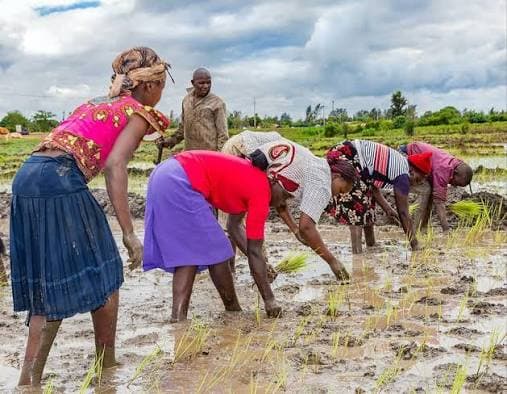 Women planting rice in a paddy field supported by Proactive Life Initiative