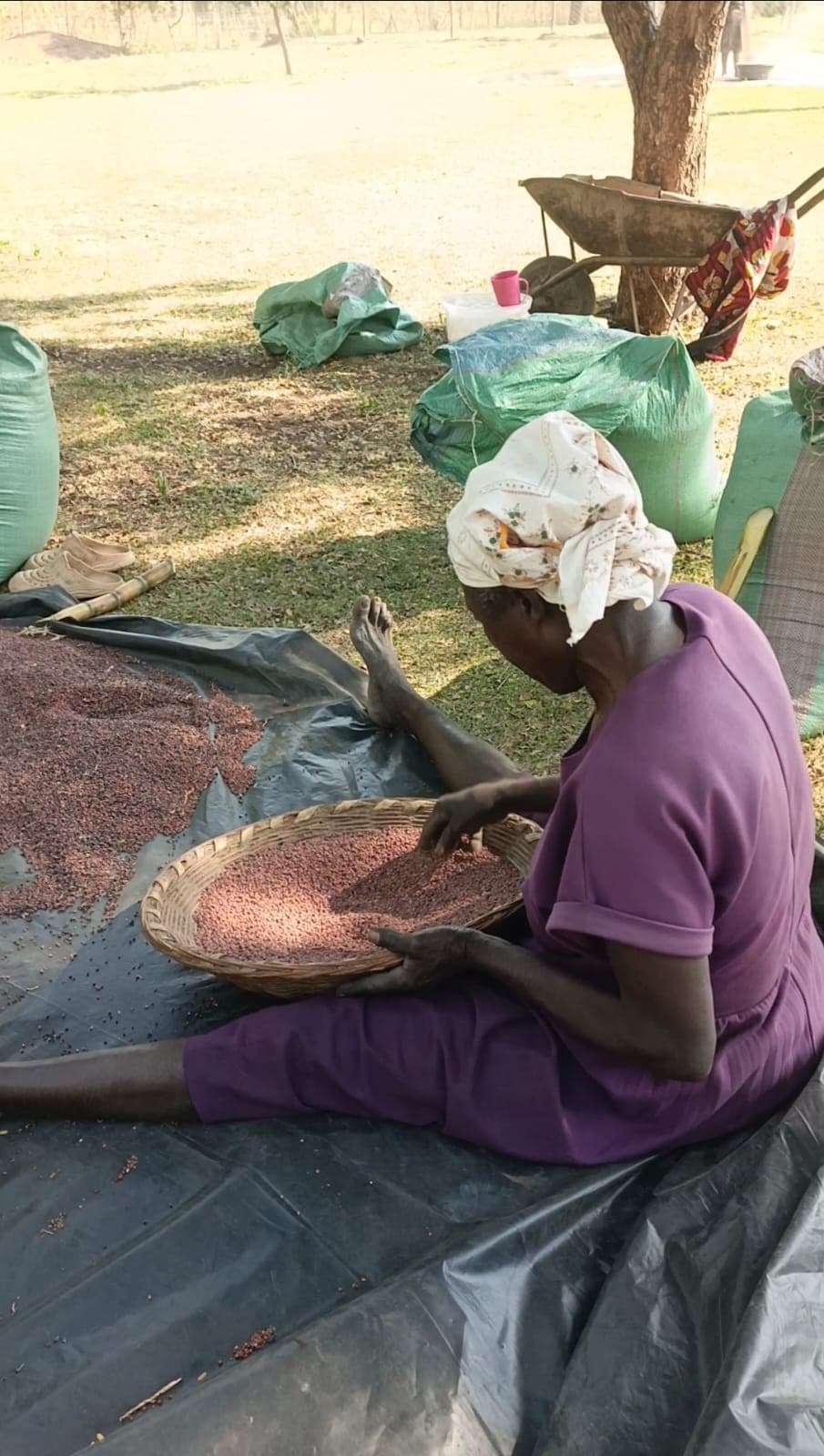A woman sorting grain as part of a Proactive Life Initiative livelihoods programme